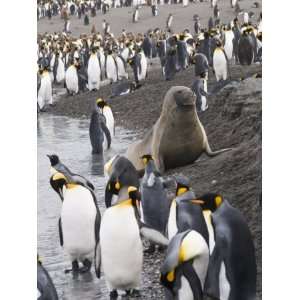  Fur Seal and King Penguins, St. Andrews Bay, South Georgia 