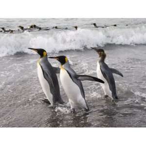  King Penguins, St. Andrews Bay, South Georgia, South 