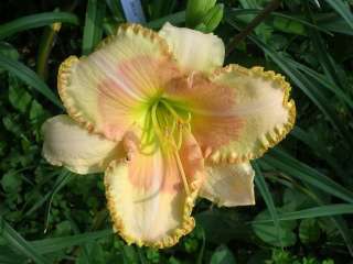 see a lot of information on germinating daylily seed some methods 