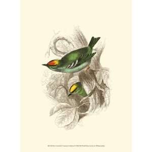   and Common Goldcrest by Sir William Jardine 10x13