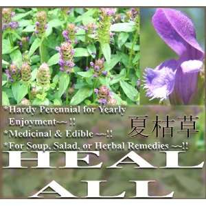   Seeds Prunella vulgaris EDIBLE & MEDICINAL Patio, Lawn & Garden