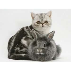  Blue Silver Exotic Shorthair Kitten with Baby Silver 