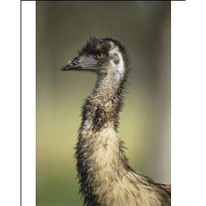  Emu   Head shot, Australias largest bird Photographic 