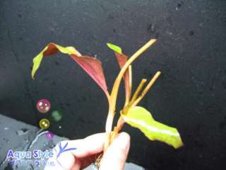 Cryptocoryne blasii ×2 stalks   live aquarium plant co2  