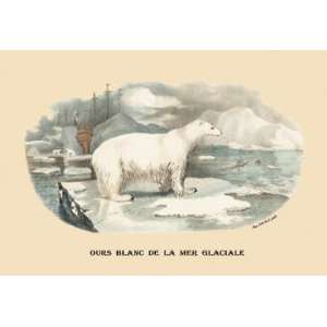  Ours Blanc de la Mer Glaciale (Polar Bear) 20x30 poster 