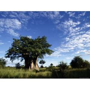  A Baobab Tree on the Savanna of Kruger National Park 