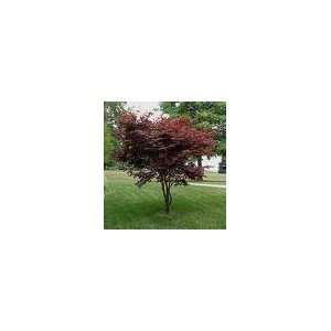  Japanese Red Maple Tree 