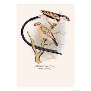  Pin Tailed Whydah Animals Giclee Poster Print by Arthur G 