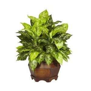  Variegated Dieffenbachia with Large Hexagon Silk Plant 