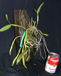 Cattleya skinneri J&S Jones and Scully Species Orchid Rare  