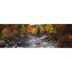  Stream with Trees in a Forest in Autumn, Nova Scotia 