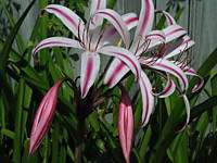Crinum Lily, baconi Fourth of July, small bulb  