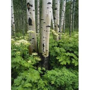  Quaking Aspen and Cow Parsnip, White River National Forest 