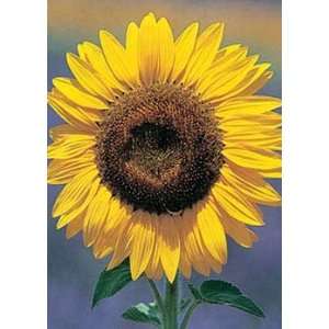  Davids Hybrid Tall Sunflower Mammoth Grey Stripe 50 Seeds 