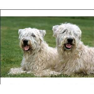 Dog   Soft Coated Wheaten Terrier   Pair lying down in 