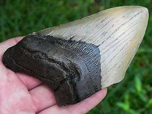 75b Miocene Megalodon fossil shark tooth HUMONGOUS   