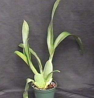 WILS. PACIFIC PASSAGE ~HANDSOME~ ONCIDIUM Orchid Plant  