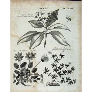   Britannica Botany Pepper Tree Plants 