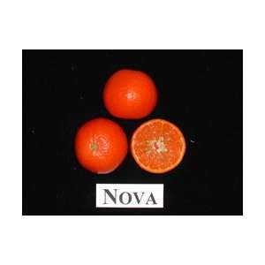  Nova Tangerine Tree Dwarf, Patio Container size Patio 