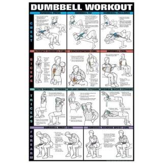 Dumbell Workout I 24 X 36 Laminated Chart (Chest, Biceps, Tris 